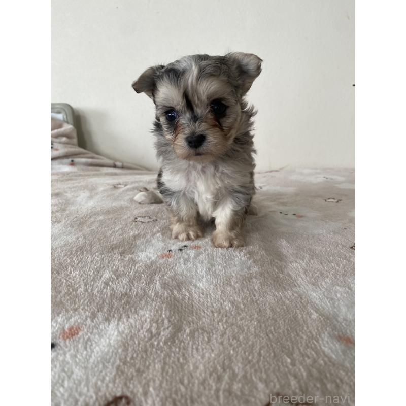 販売中の東京都のチワマル:チワワ×マルチーズ-444371の5枚目