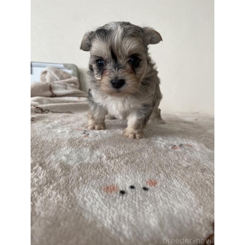 販売中の東京都のチワマル:チワワ×マルチーズ-444371の3枚目