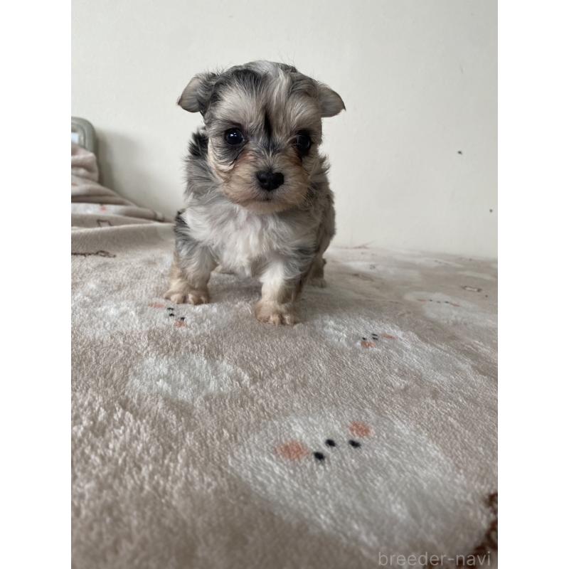 販売中の東京都のチワマル:チワワ×マルチーズ-444371の2枚目