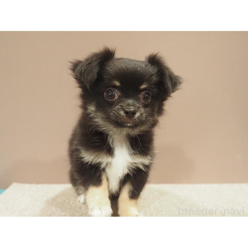 販売中の愛知県のチワワ(ロングコート)-444373の8枚目