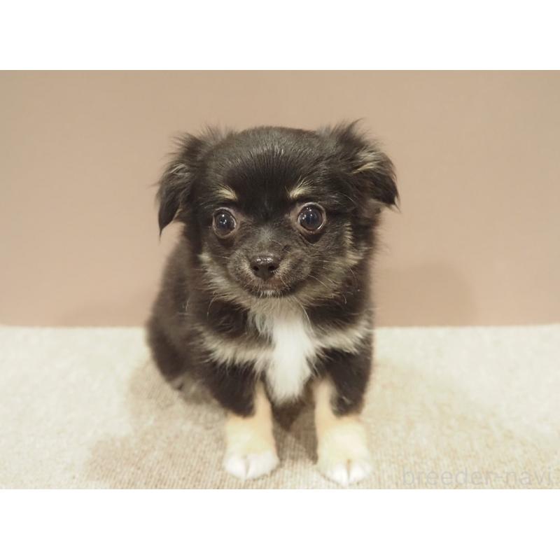 販売中の愛知県のチワワ(ロングコート)-444373の7枚目