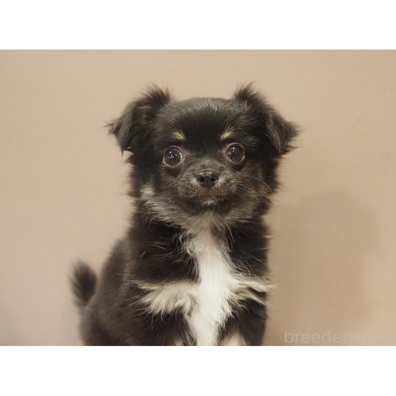 販売中の愛知県のチワワ(ロングコート)-444373の5枚目