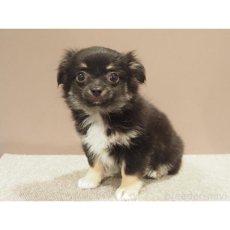 販売中の愛知県のチワワ(ロングコート)-444373の4枚目