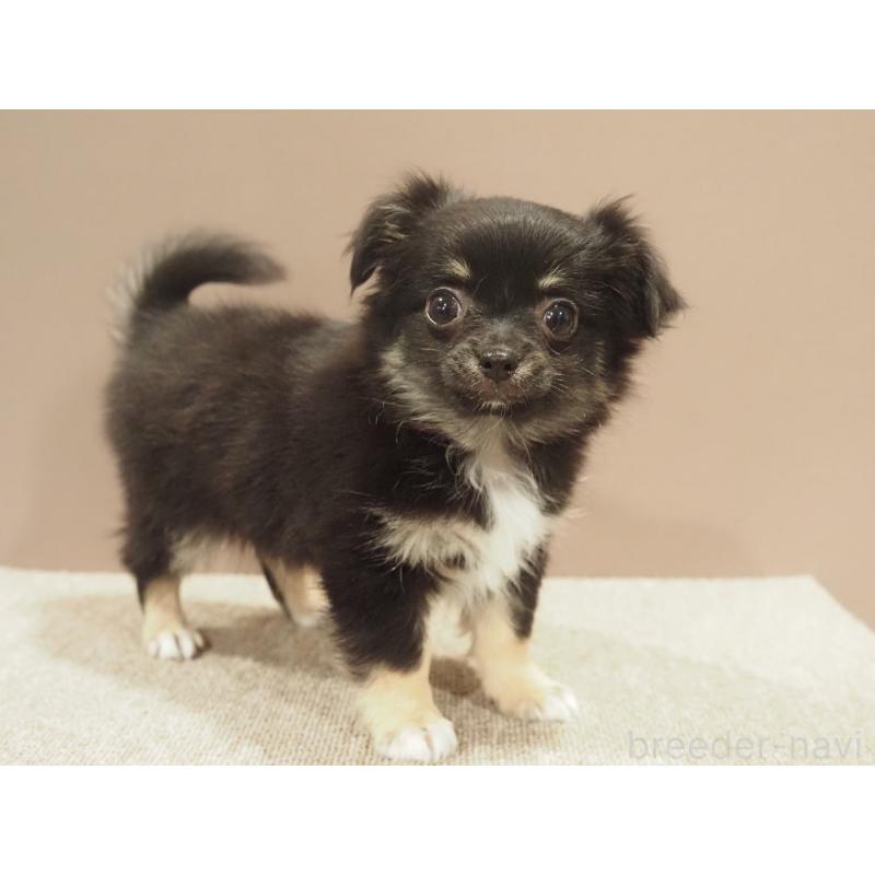 販売中の愛知県のチワワ(ロングコート)-444373の2枚目