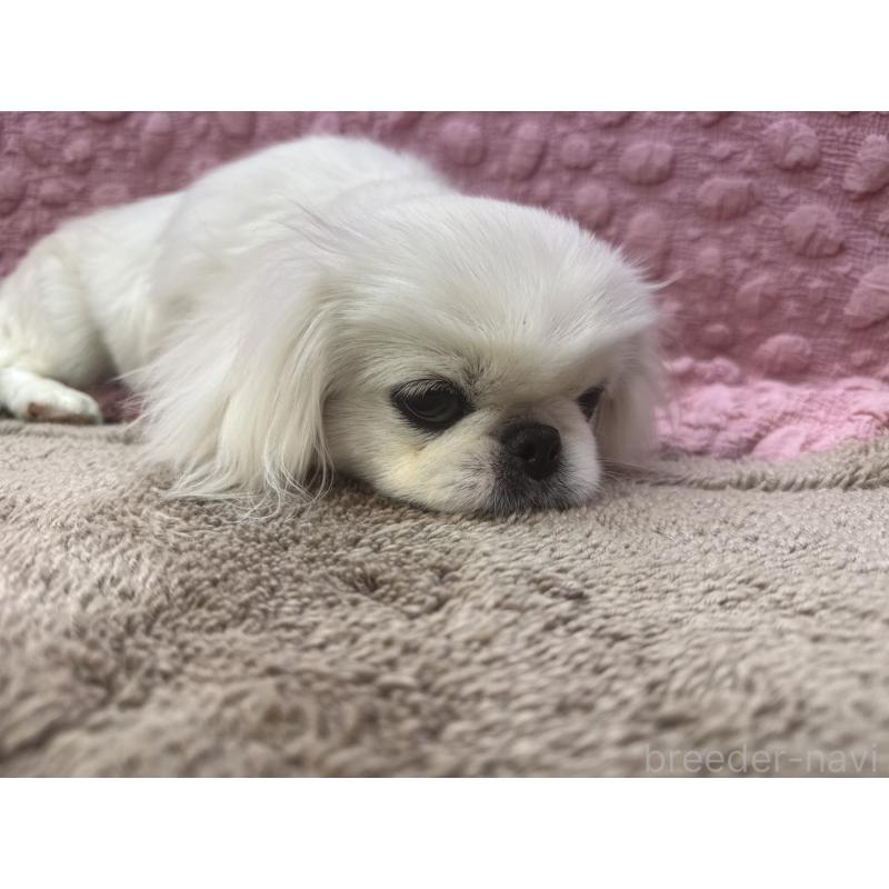 販売中の茨城県のペキニーズ-444377の9枚目