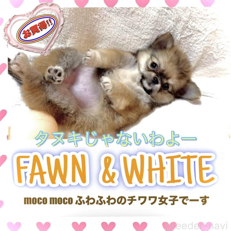 販売中の大阪府のチワワ(ロングコート)-444376の13枚目