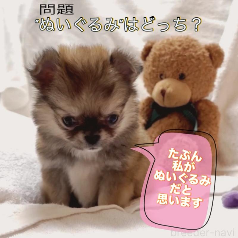 販売中の大阪府のチワワ(ロングコート)-444376の12枚目