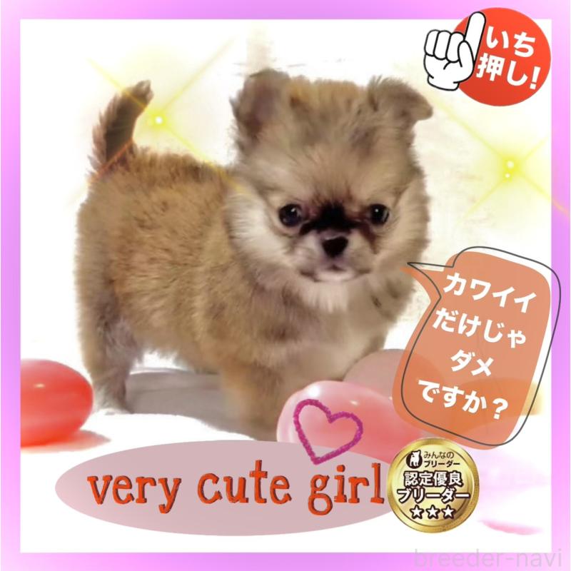 販売中の大阪府のチワワ(ロングコート)-444376の11枚目