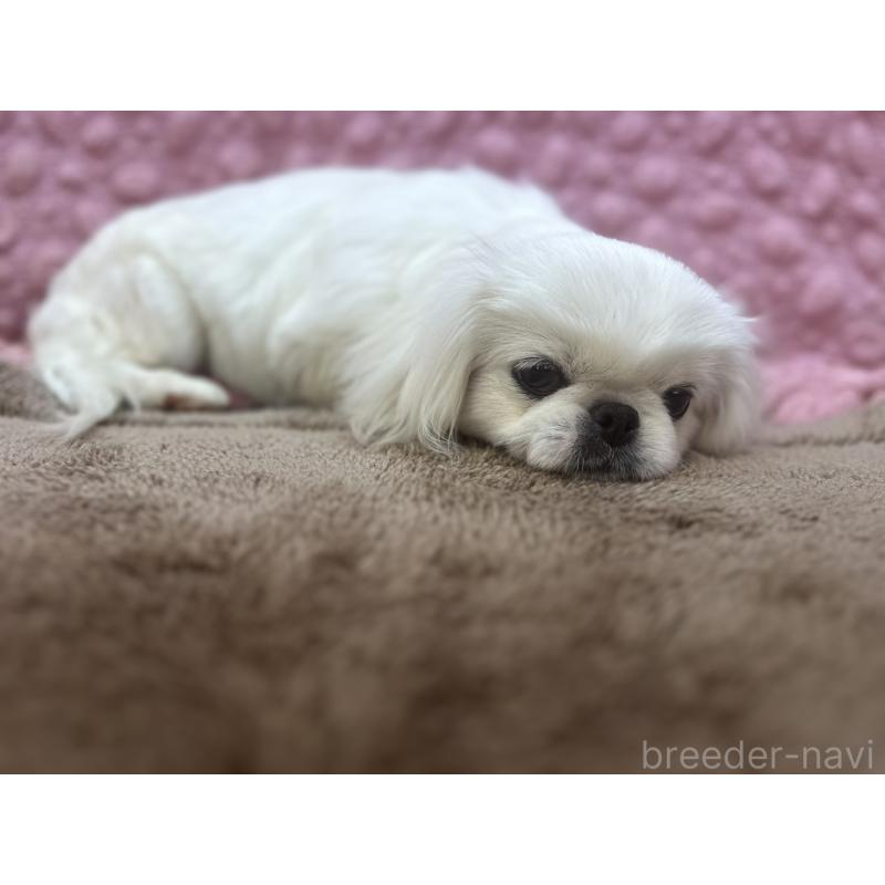 販売中の茨城県のペキニーズ-444377の8枚目