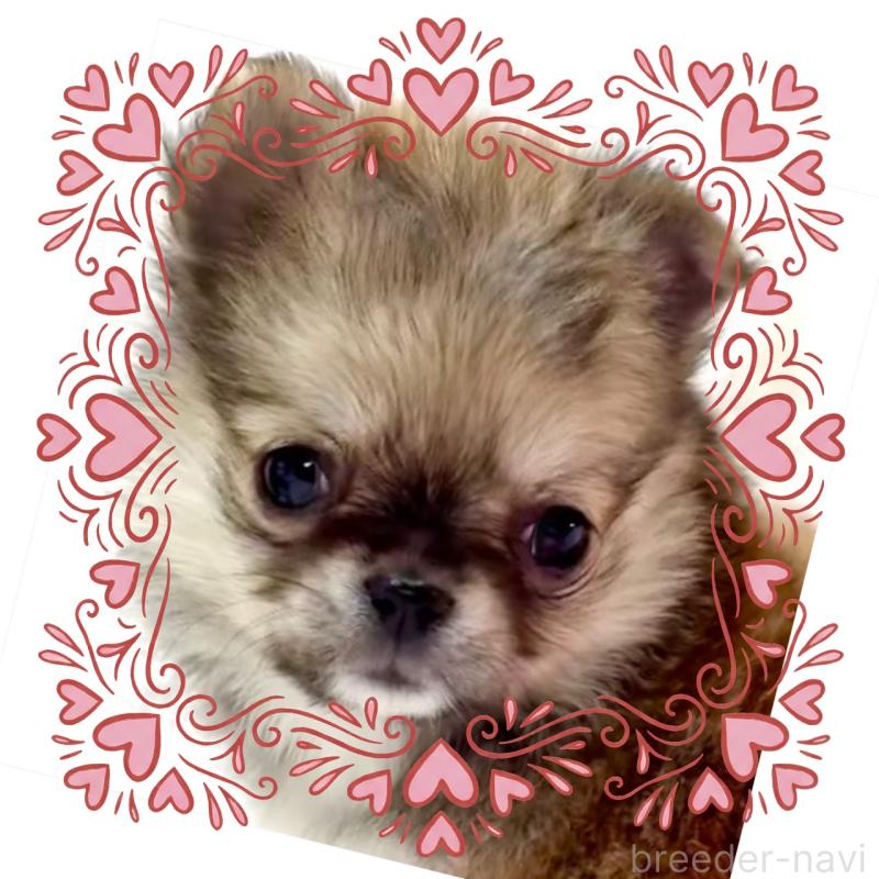 販売中の大阪府のチワワ(ロングコート)-444376の9枚目