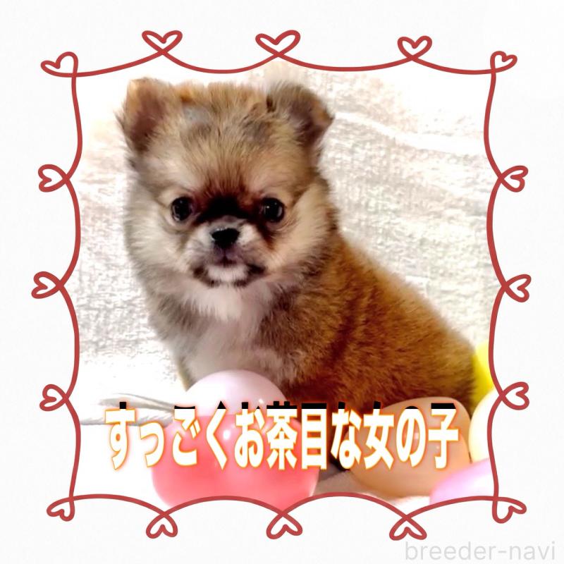 販売中の大阪府のチワワ(ロングコート)-444376の7枚目