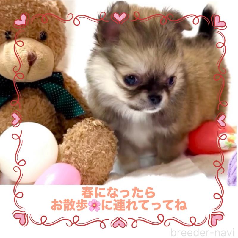 販売中の大阪府のチワワ(ロングコート)-444376の5枚目