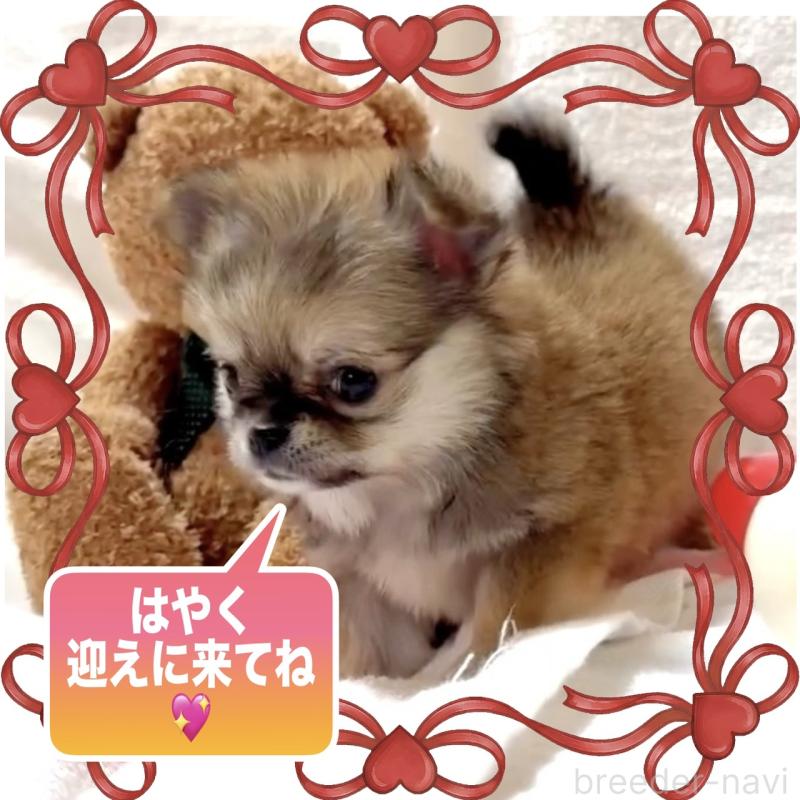 販売中の大阪府のチワワ(ロングコート)-444376の4枚目