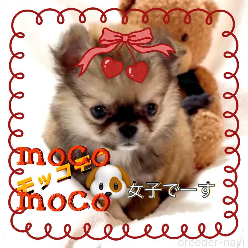 販売中の大阪府のチワワ(ロングコート)-444376の1枚目