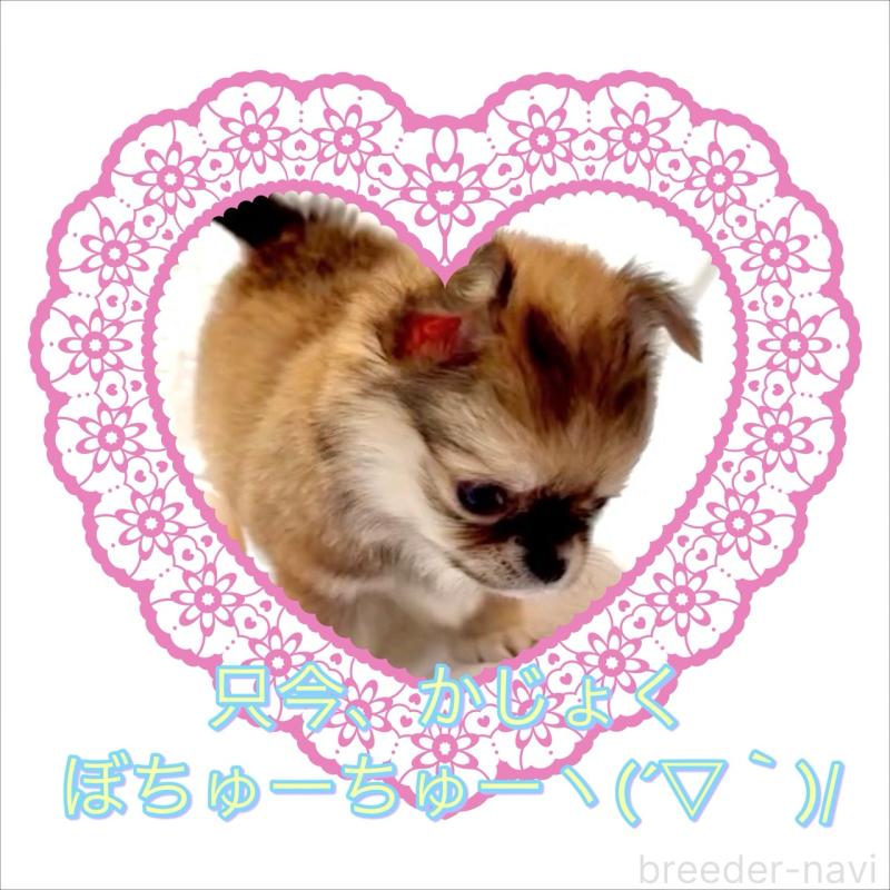 販売中の大阪府のチワワ(ロングコート)-444376の3枚目