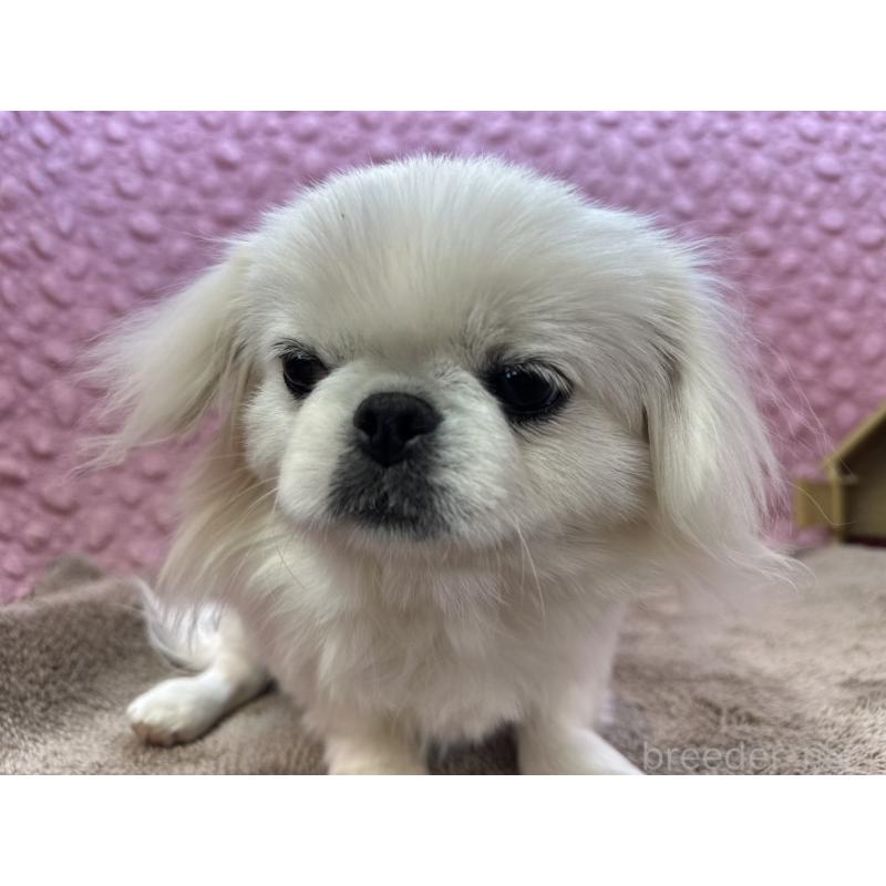 販売中の茨城県のペキニーズ-444377の6枚目