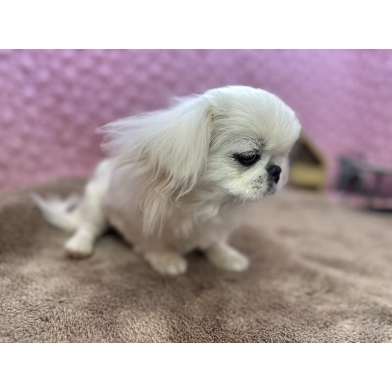 販売中の茨城県のペキニーズ-444377の5枚目