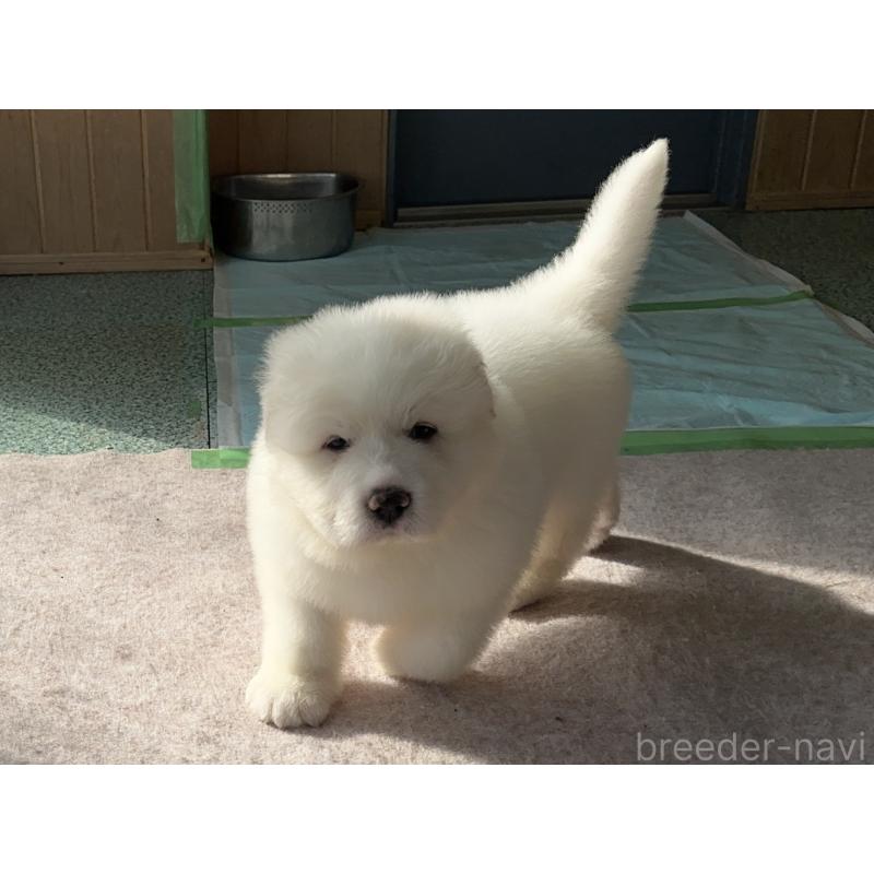 販売中の千葉県のグレートピレニーズ-439599の6枚目