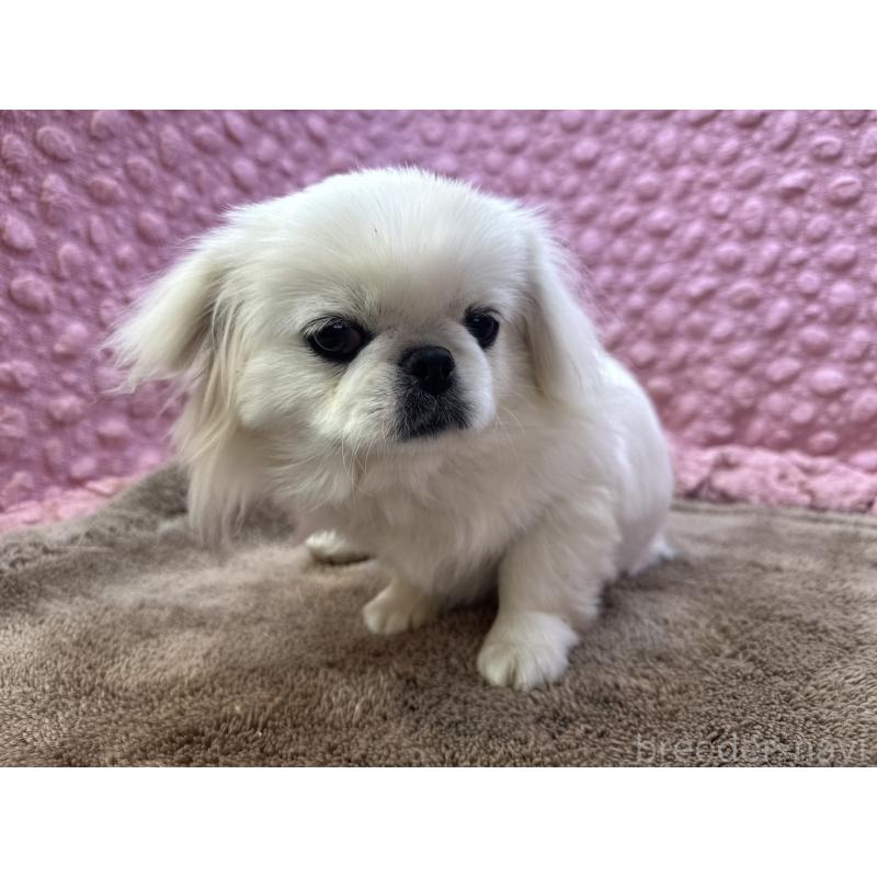 販売中の茨城県のペキニーズ-444377の4枚目