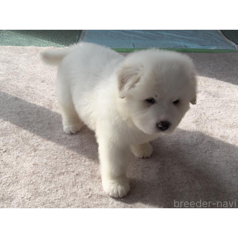 販売中の千葉県のグレートピレニーズ-439599の5枚目