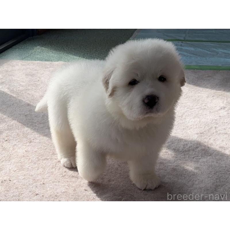 販売中の千葉県のグレートピレニーズ-439599の4枚目