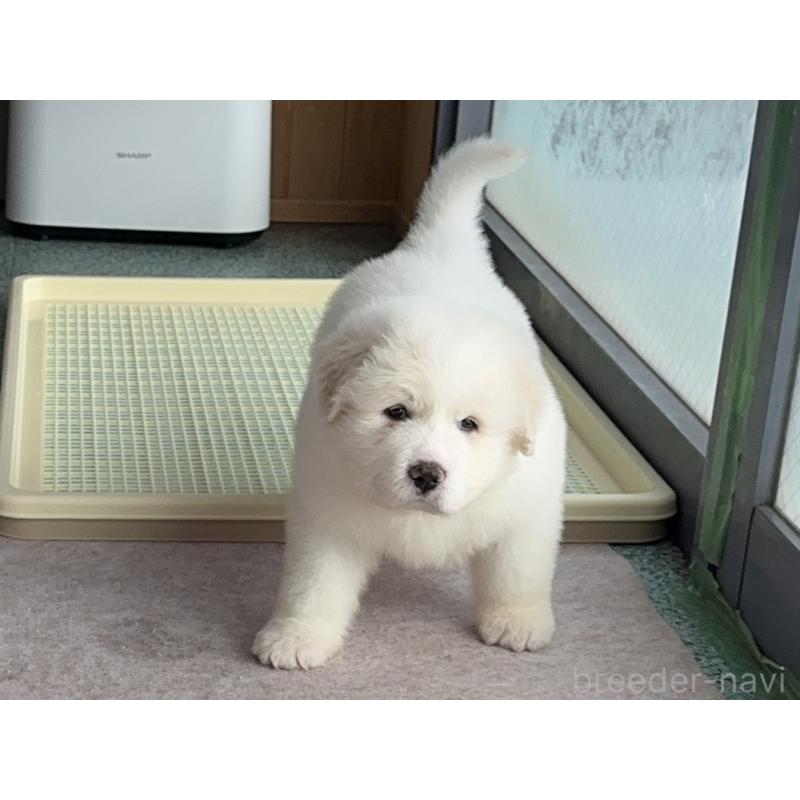 販売中の千葉県のグレートピレニーズ-439599の3枚目