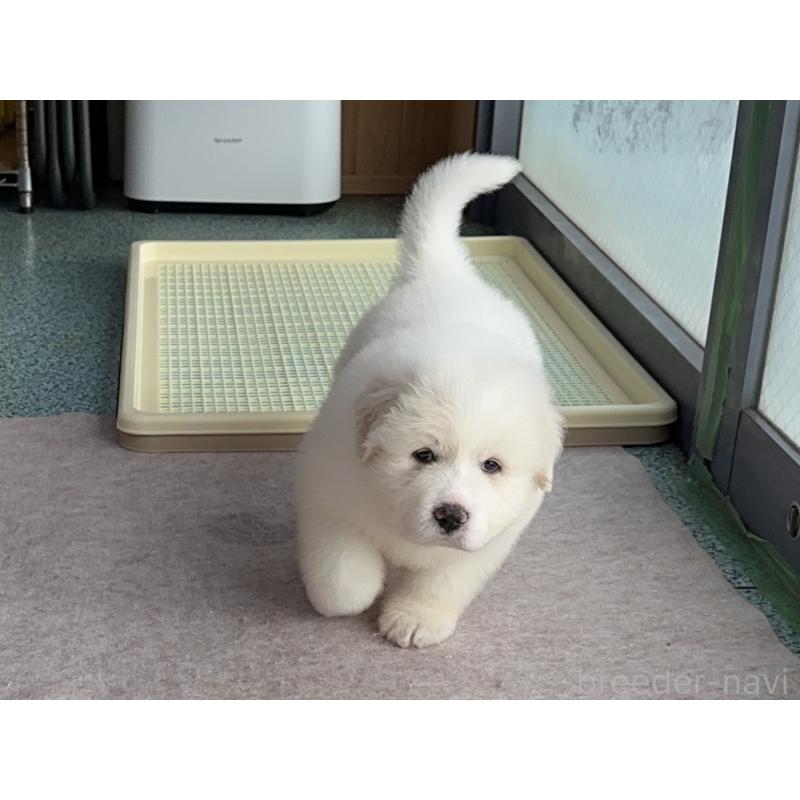 販売中の千葉県のグレートピレニーズ-439599の2枚目