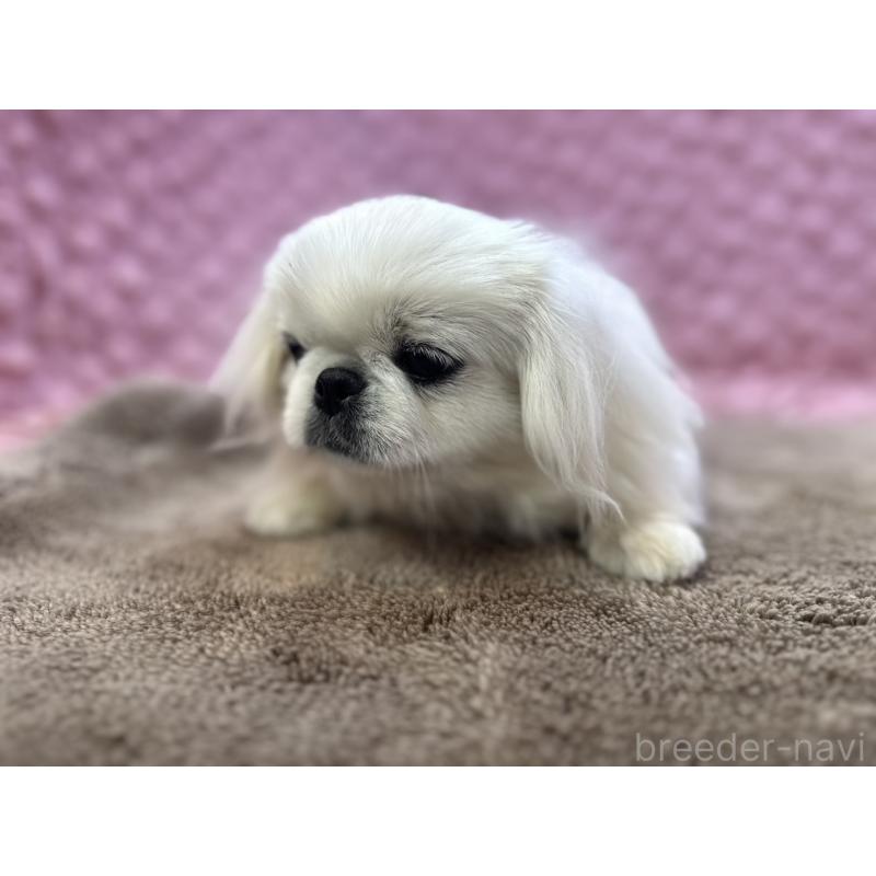 販売中の茨城県のペキニーズ-444377の3枚目