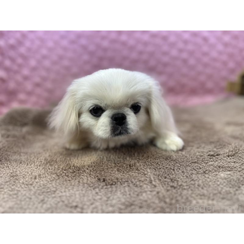 販売中の茨城県のペキニーズ-444377の2枚目