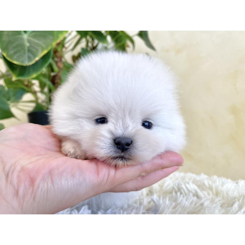 販売中の山梨県のポメラニアン-444379の12枚目