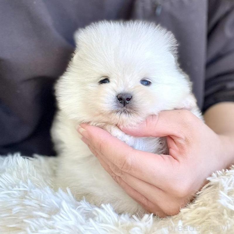 販売中の山梨県のポメラニアン-444379の11枚目