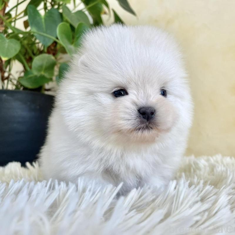 販売中の山梨県のポメラニアン-444379の9枚目