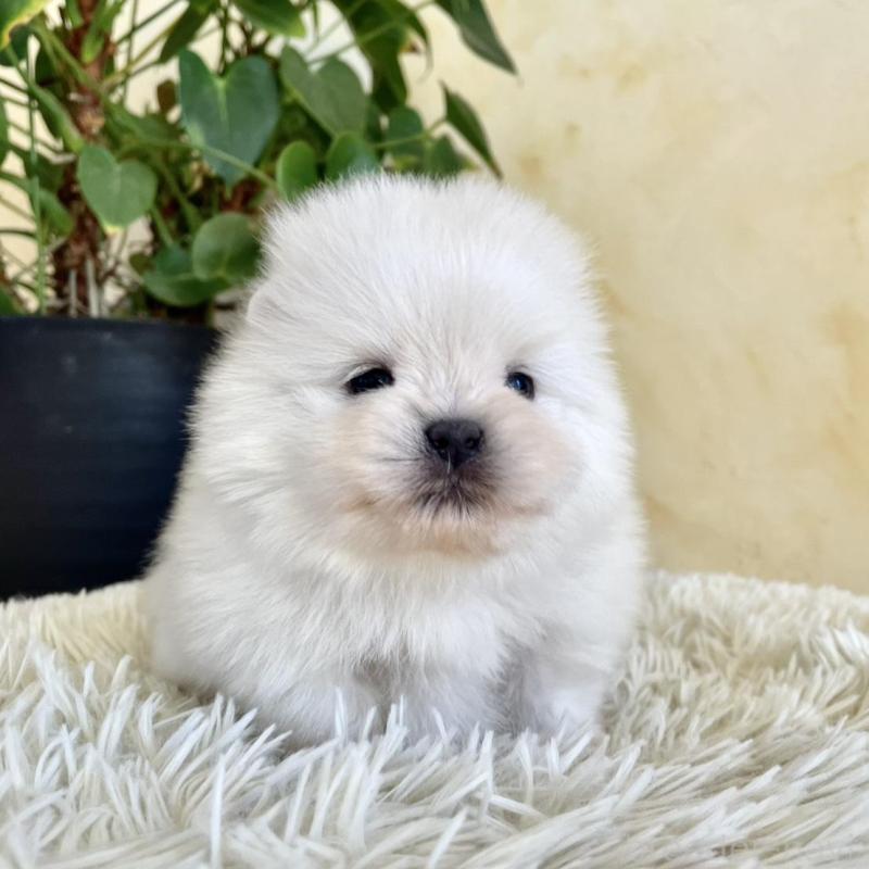 販売中の山梨県のポメラニアン-444379の8枚目