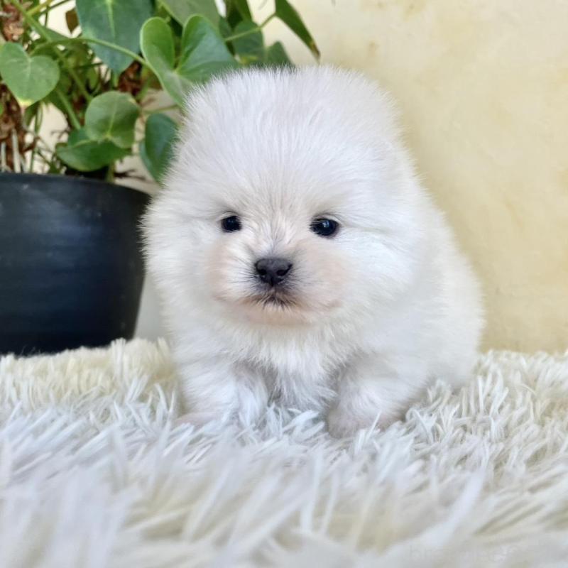 販売中の山梨県のポメラニアン-444379の7枚目