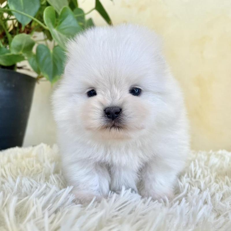 販売中の山梨県のポメラニアン-444379の6枚目