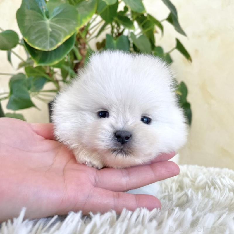 販売中の山梨県のポメラニアン-444379の4枚目