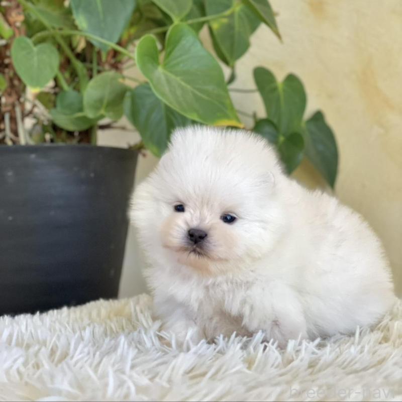 販売中の山梨県のポメラニアン-444379の3枚目