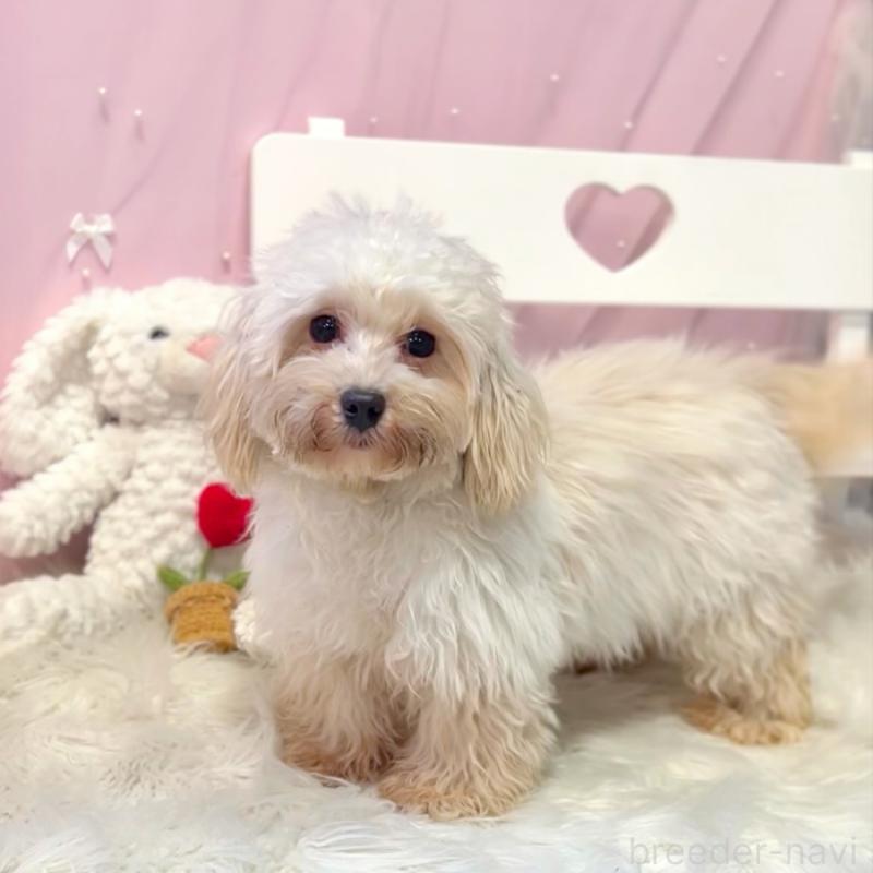 販売中の栃木県のマルプー:マルチーズ×トイプードル-415734の1枚目