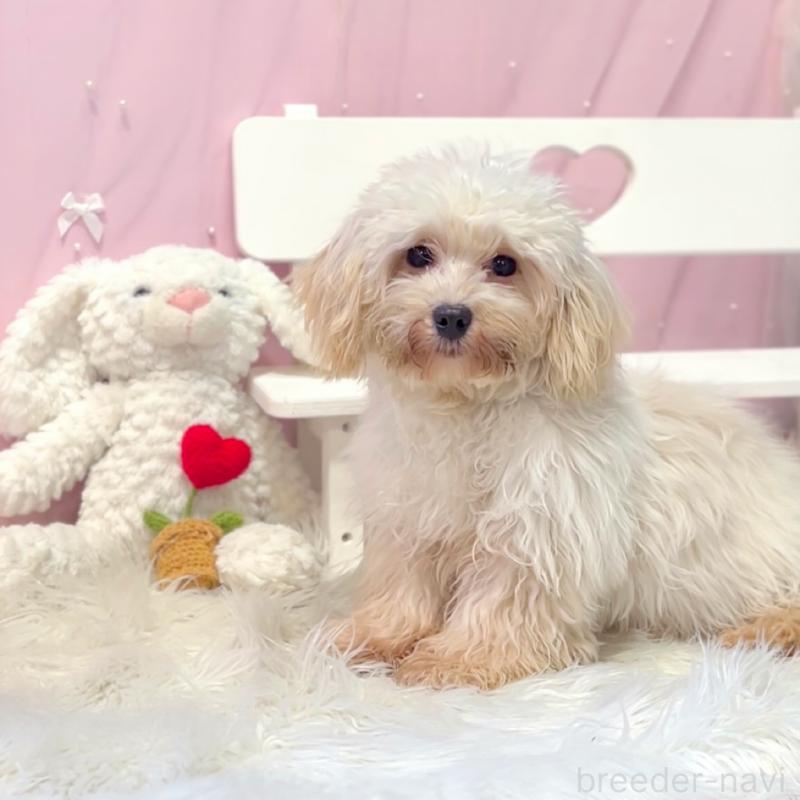 販売中の栃木県のマルプー:マルチーズ×トイプードル-415734の3枚目