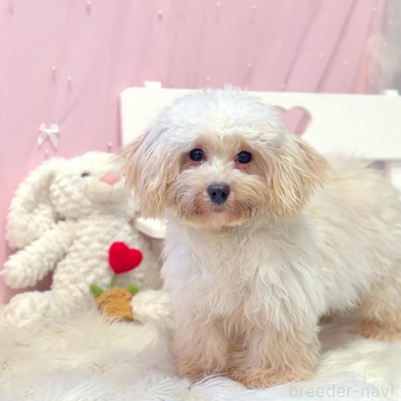 販売中の栃木県のマルプー:マルチーズ×トイプードル-415734の2枚目