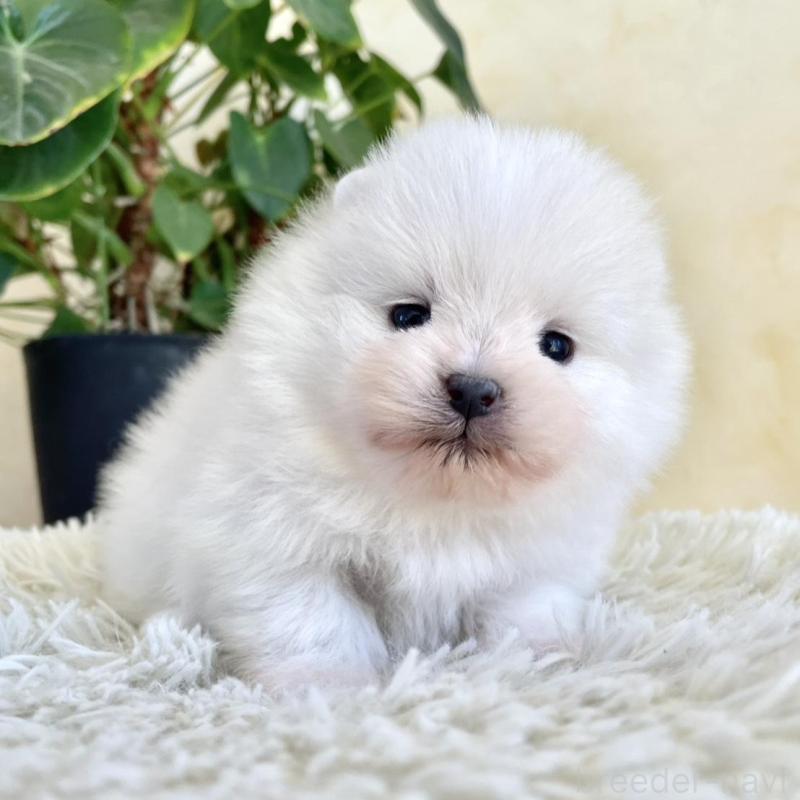 販売中の山梨県のポメラニアン-444380