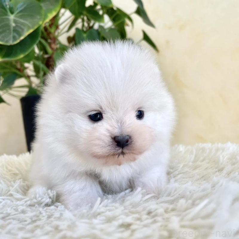 販売中の山梨県のポメラニアン-444380の7枚目