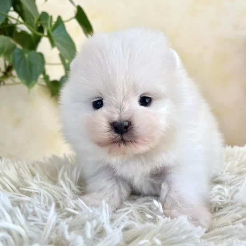 販売中の山梨県のポメラニアン-444380の6枚目