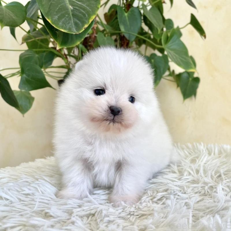 販売中の山梨県のポメラニアン-444380の5枚目