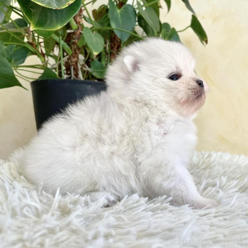 販売中の山梨県のポメラニアン-444380の4枚目