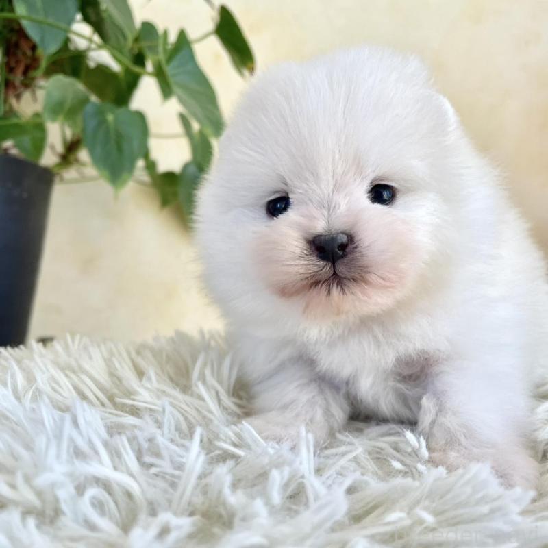 販売中の山梨県のポメラニアン-444380の2枚目