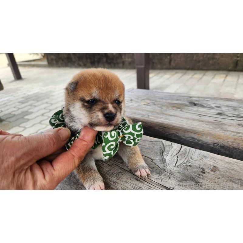 販売中の福岡県の豆柴-444381の1枚目