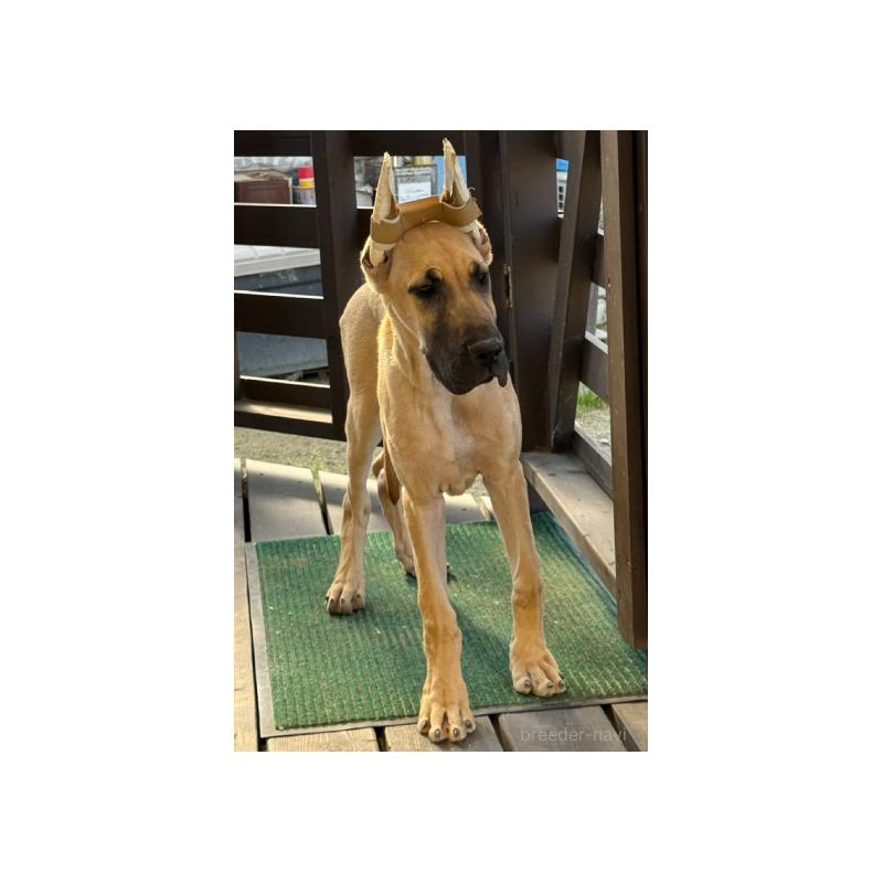 販売中の福岡県のグレートデン-444382の4枚目