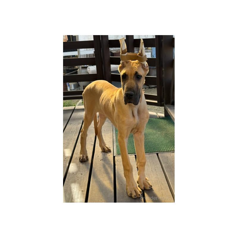 販売中の福岡県のグレートデン-444382の3枚目