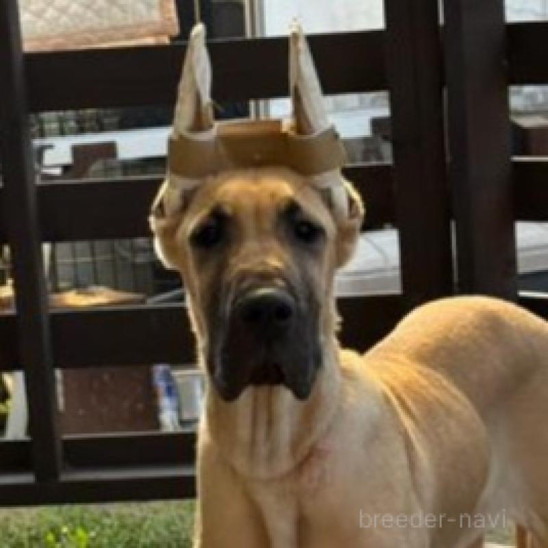 販売中の福岡県のグレートデン-444382